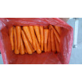 2016 preço de cenoura fresca